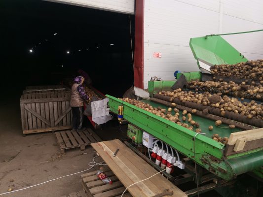 Сельхозпредприятия Брянского района приступили к уборке картофеля