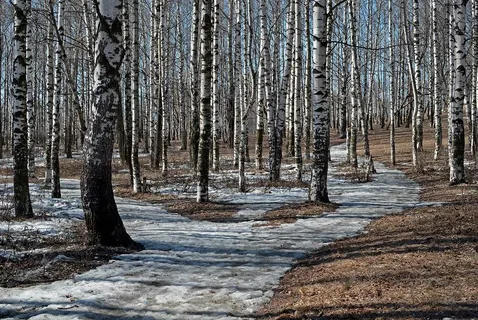 В Брянском районе небольшой мороз сменит оттепель