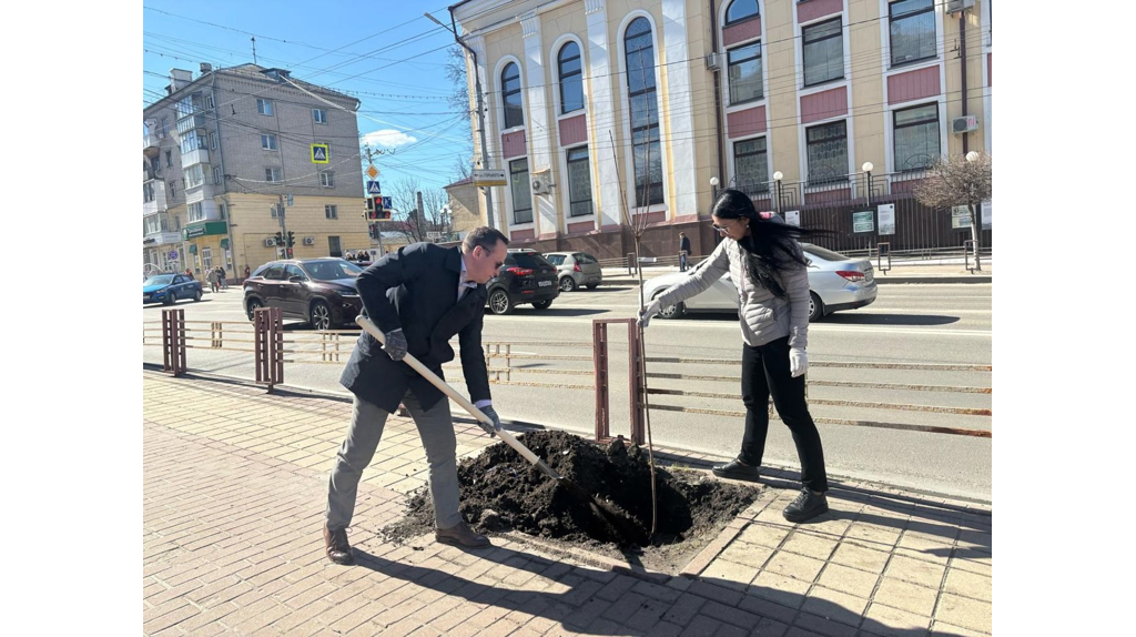 На проспекте Ленина Брянска высадили 10 австралийских клёнов
