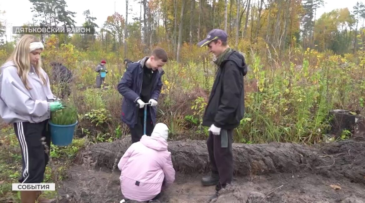 Под Дятьково студенты брянского колледжа высадили еловый лес