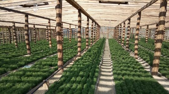 Брянские лесоводы обеспечены собственным посадочным материалом на 2026 год в полном объеме