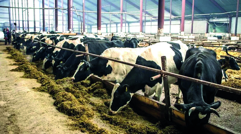 Морозы не повлияли на надой