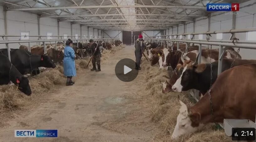 Животноводы Брянщины успешно справляются с вызовами зимнего периода