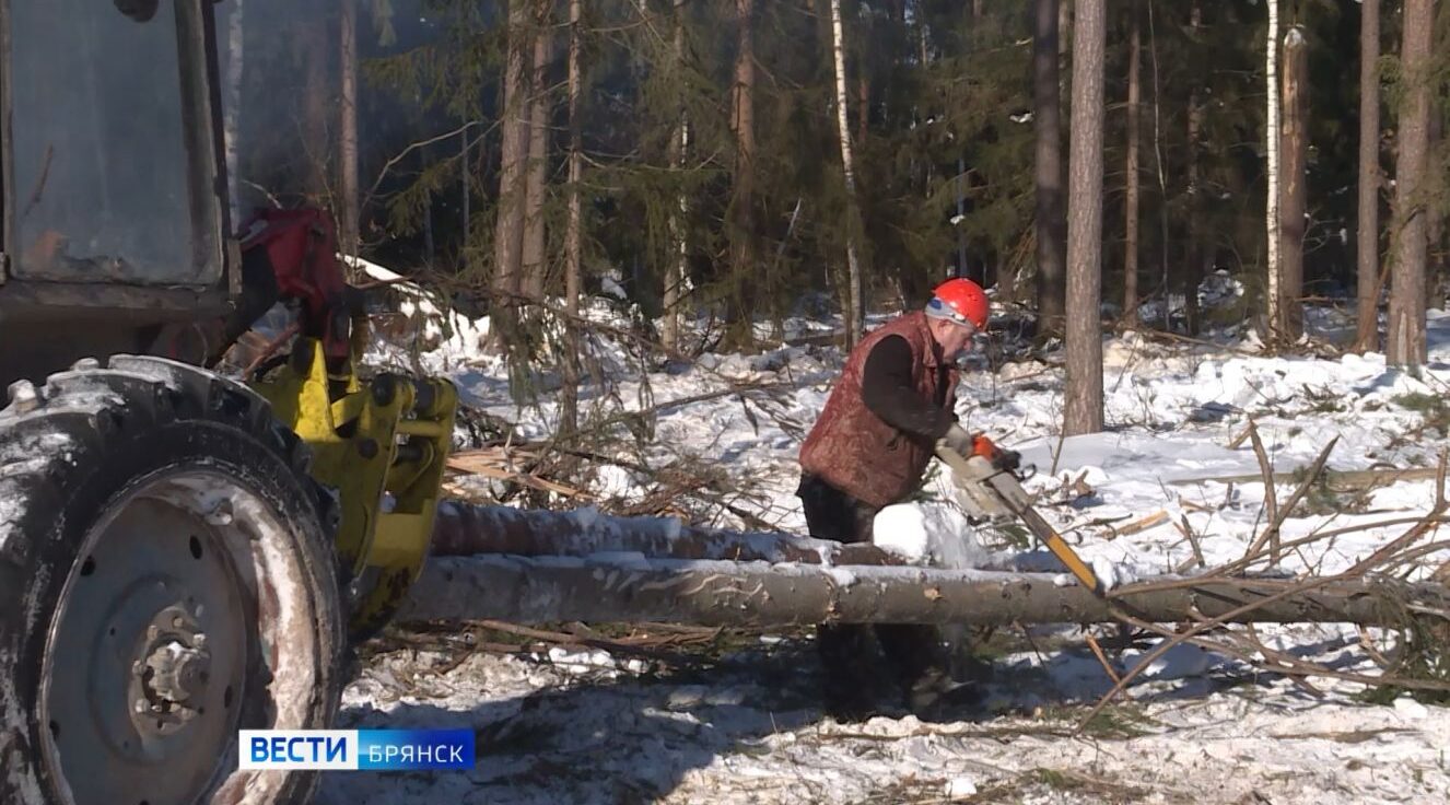 В брянских лесах началась санитарная вырубка повреждённых деревьев