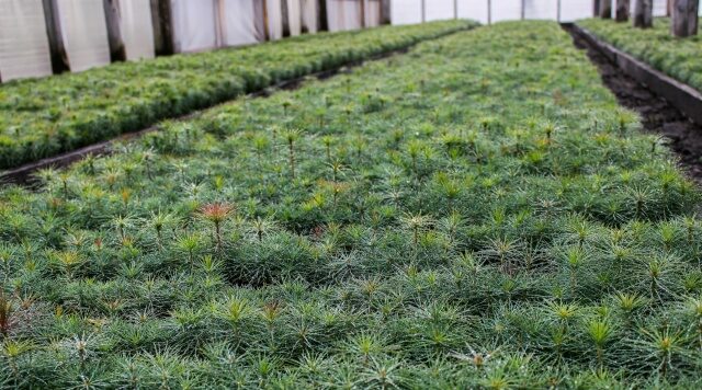 На Брянщине будет продолжена реализация регионального проекта «Сохранение лесов»