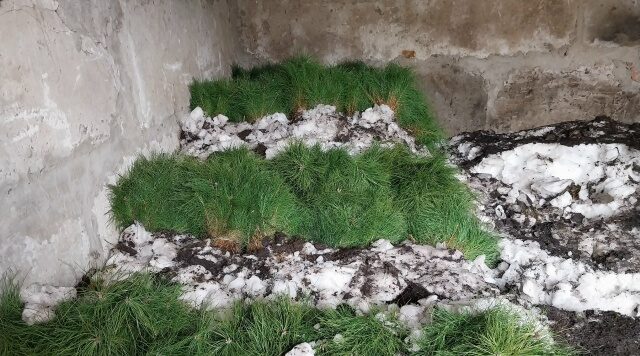 Со 2 апреля в Брянской области открыт лесокультурный сезон