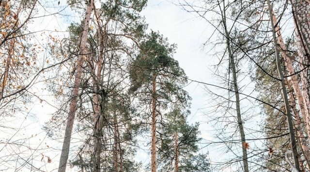 Продолжается голосование в конкурсе «Российское дерево года — 2026»