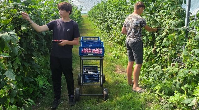На Брянщине нараращиваются объёмы производства плодово ягодной продукции